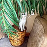 cat, plant, wicker_pot, green_leaves, indoor, curious, white_cat, black_spots, peeking, cozy, beige_wall, electrical_outlet, cushion, floral_pattern, floor, carpet, furniture, home, pet, hiding