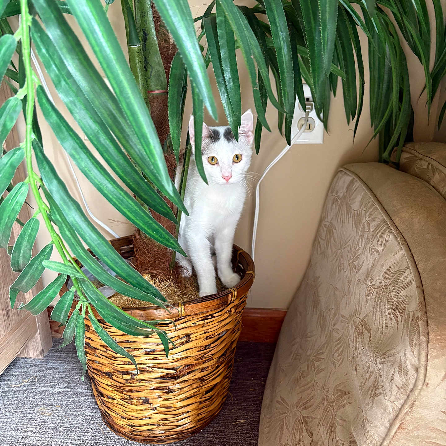 Trishia Travis joined the competition — help win amazing prizes! cat, plant, wicker_pot, green_leaves, indoor, curious, white_cat, black_spots, peeking, cozy, beige_wall, electrical_outlet, cushion, floral_pattern, floor, carpet, furniture, home, pet, hiding