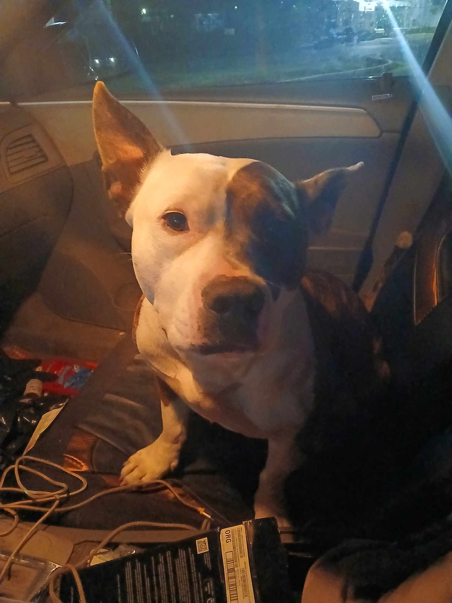 Patches is registered to the contest to win money with this photo: dog, car_interior, seat, window, night, light_reflection, cord, brown_and_white_dog, pet, animal, close_up, inside_car, looking, sitting, face, ears, snout, dark, shadow, object