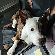 Patches joined the competition — help win amazing prizes! dog, brindle, white, car_seat, interior, phone_box, samsung_galaxy, pet, animal, ears, looking_up, resting, closeup, casual, lounge, seat_cover, window, door, paw, snout