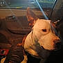 Patches is registered to the contest to win money with this photo: dog, pet, car_interior, night, seat, animal, canine, ears, paw, window, door, dashboard, lighting, vehicle, domestic_animal, companion, portrait, sitting, inside, brown