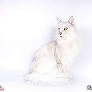 Hurricane participe au concours pour gagner de l'argent avec cette photo : animal, calm, cat, clean_background, domestic_cat, elegant, feline, fluffy_fur, indoors, isolated, long_hair, looking_away, pet, portrait, professional_photo, side_view, sitting, studio_lighting, white_cat, yellow_eyes