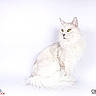 animal, calm, cat, clean_background, domestic_cat, elegant, feline, fluffy_fur, indoors, isolated, long_hair, looking_away, pet, portrait, professional_photo, side_view, sitting, studio_lighting, white_cat, yellow_eyes