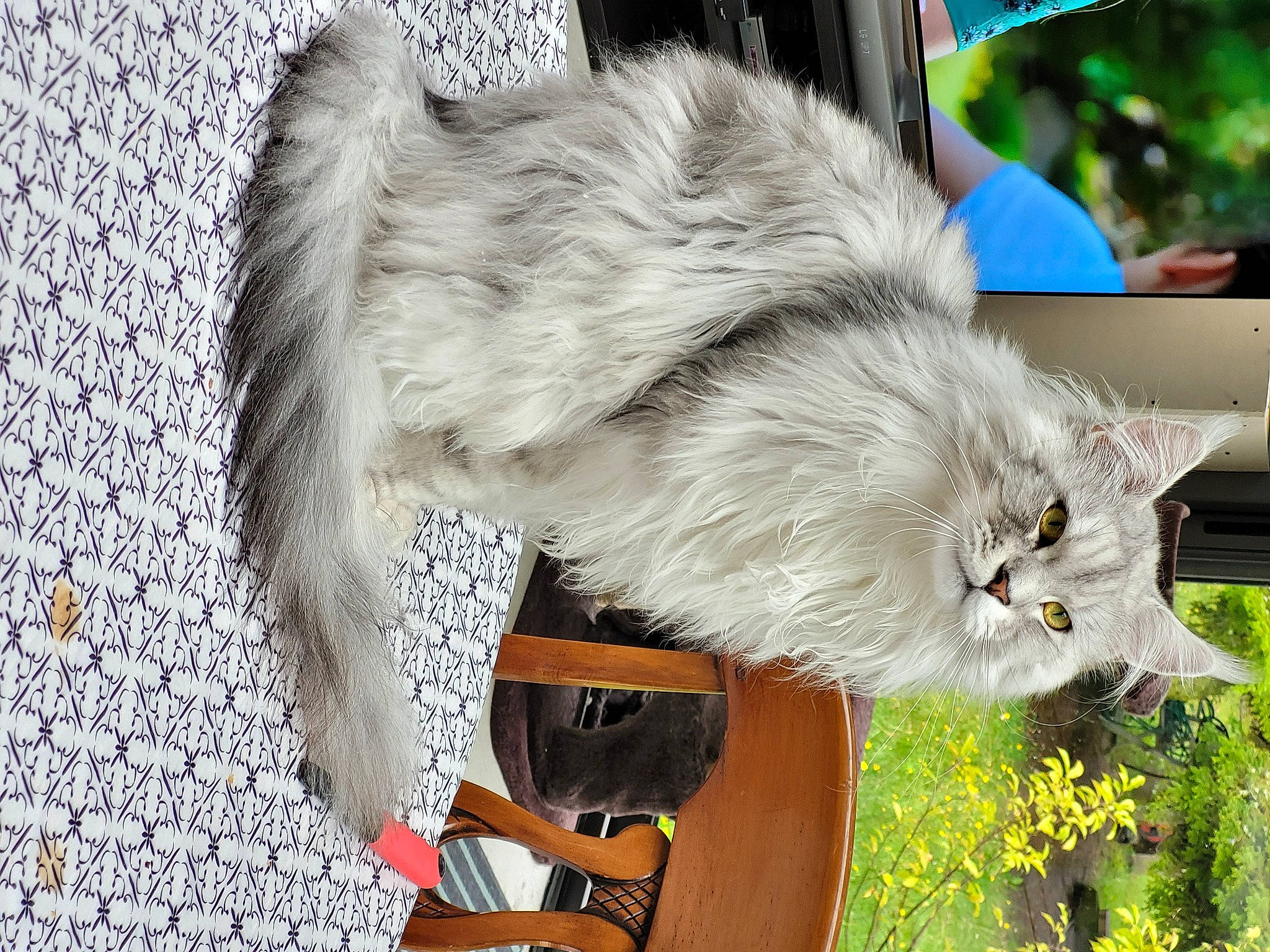 Khouba a rejoint le concours — aidez-le/la à gagner de superbes lots ! british_longhair, carnivore, cat, claw, fawn, felidae, flower, flowering_plant, fur, plant, small_to_medium_sized_cats, snout, tail, whiskers, window