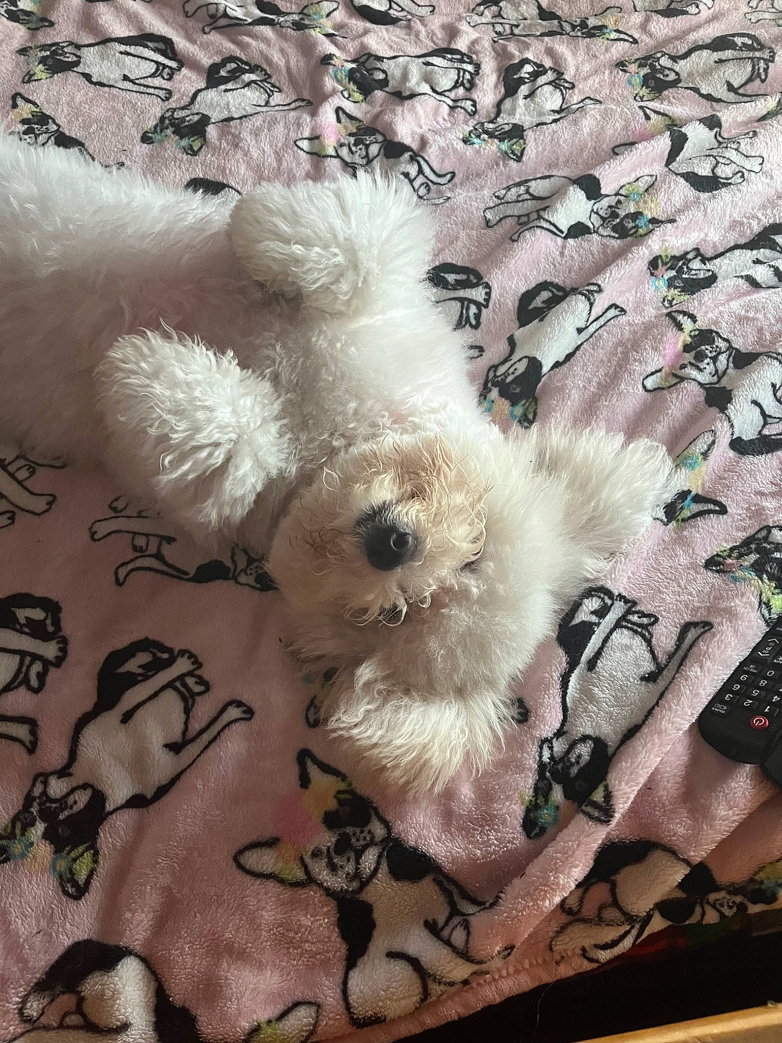 Esmee joined the competition — help win amazing prizes! art, companion_dog, fashion_accessory, fawn, feather, flooring, fur, linens, pattern, paw, petal, plush, still_life_photography, tail, textile, toy, toy_dog, visual_arts, wool, woven_fabric