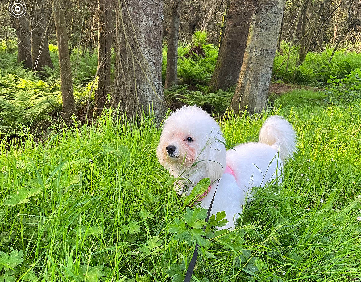 Esmee is registered to the contest to win money with this photo: canidae, carnivore, companion_dog, dog, dog_breed, forest, grass, grassland, groundcover, maltepoo, natural_landscape, non_sporting_group, plant, shrub, sporting_group, temperate_broadleaf_and_mixed_forest, terrestrial_plant, toy_dog, tree, woodland