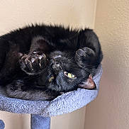 Toothless joined the competition — help win amazing prizes! animal, black_cat, cat, cat_tree, claws, cozy, curious, cute, domestic_animal, feline, fur, home, indoor, paw, pet, relaxed, resting, soft_texture, upside_down, yellow_eyes