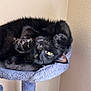 animal, black_cat, cat, cat_tree, claws, cozy, curious, cute, domestic_animal, feline, fur, home, indoor, paw, pet, relaxed, resting, soft_texture, upside_down, yellow_eyes