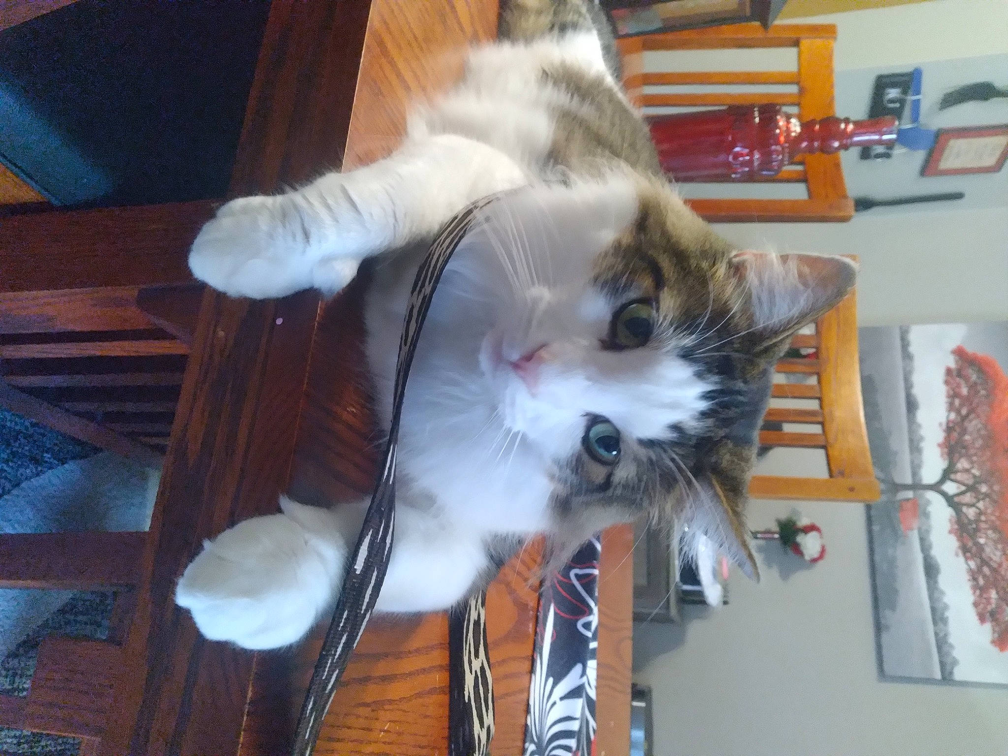 Kenny joined the competition — help win amazing prizes! canidae, carnivore, cat, companion_dog, domestic_short_haired_cat, felidae, fur, hardwood, small_to_medium_sized_cats, tail, whiskers, wood