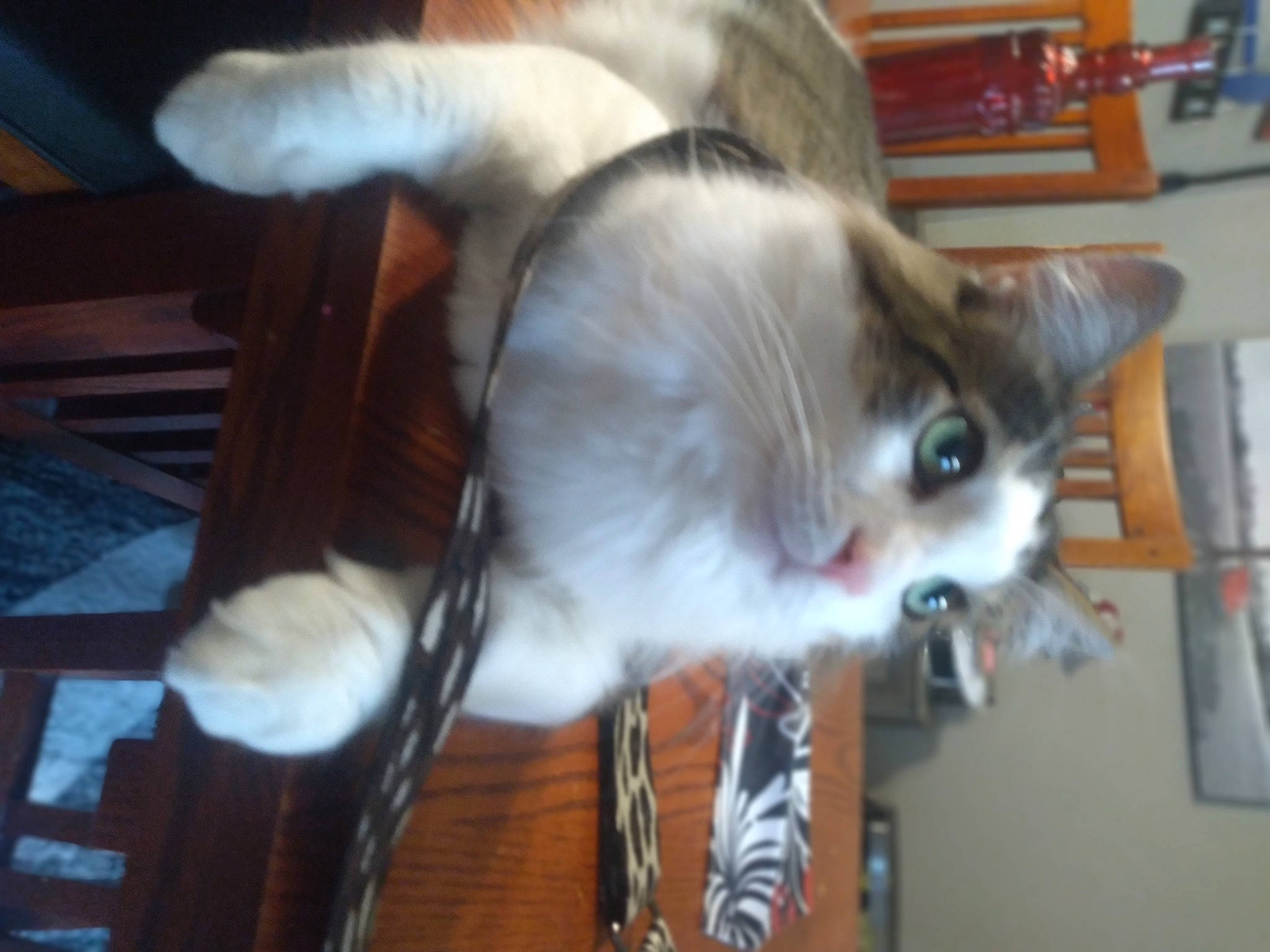 Kenny joined the competition — help win amazing prizes! carnivore, cat, collar, domestic_short_haired_cat, fawn, felidae, fur, hardwood, paw, small_to_medium_sized_cats, snout, tail, thai, whiskers, wood