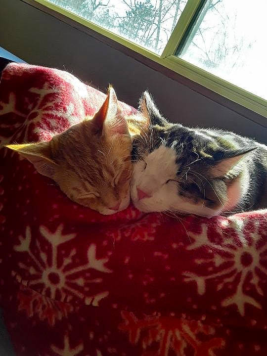 Kenny is registered to the contest to win money with this photo: carnivore, cat, comfort, domestic_short_haired_cat, fawn, felidae, fur, grass, human_leg, linens, plant, room, small_to_medium_sized_cats, tail, textile, tints_and_shades, tree, whiskers, window, wood