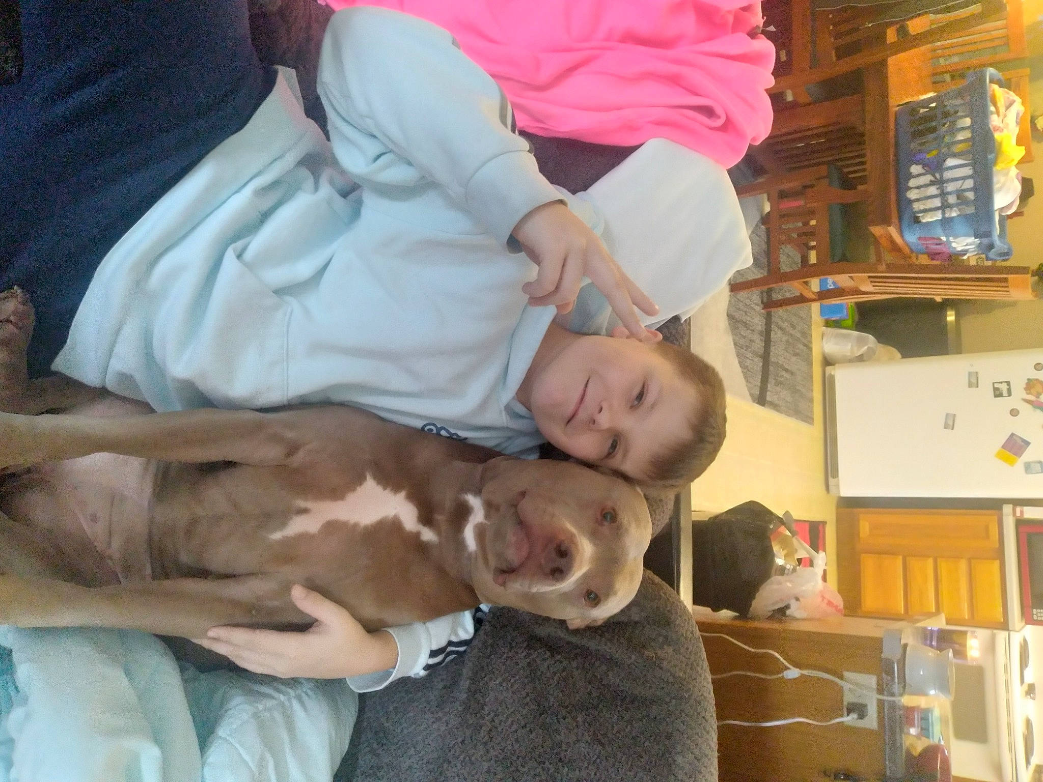 Coco is registered to the contest to win money with this photo: box, canidae, carnivore, carton, child, comfort, companion_dog, dog, dog_breed, fawn, fun, room, shipping_box, smile, sporting_group, toddler, tree