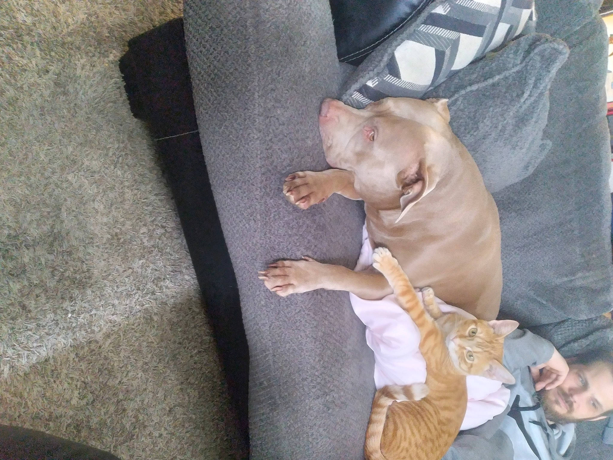 Coco is registered to the contest to win money with this photo: baby_products, bag, canidae, carnivore, comfort, companion_dog, dog, dog_breed, ear, fawn, felidae, fur, guard_dog, linens, nap, non_sporting_group, sporting_group, toy_dog, working_animal, wrinkle