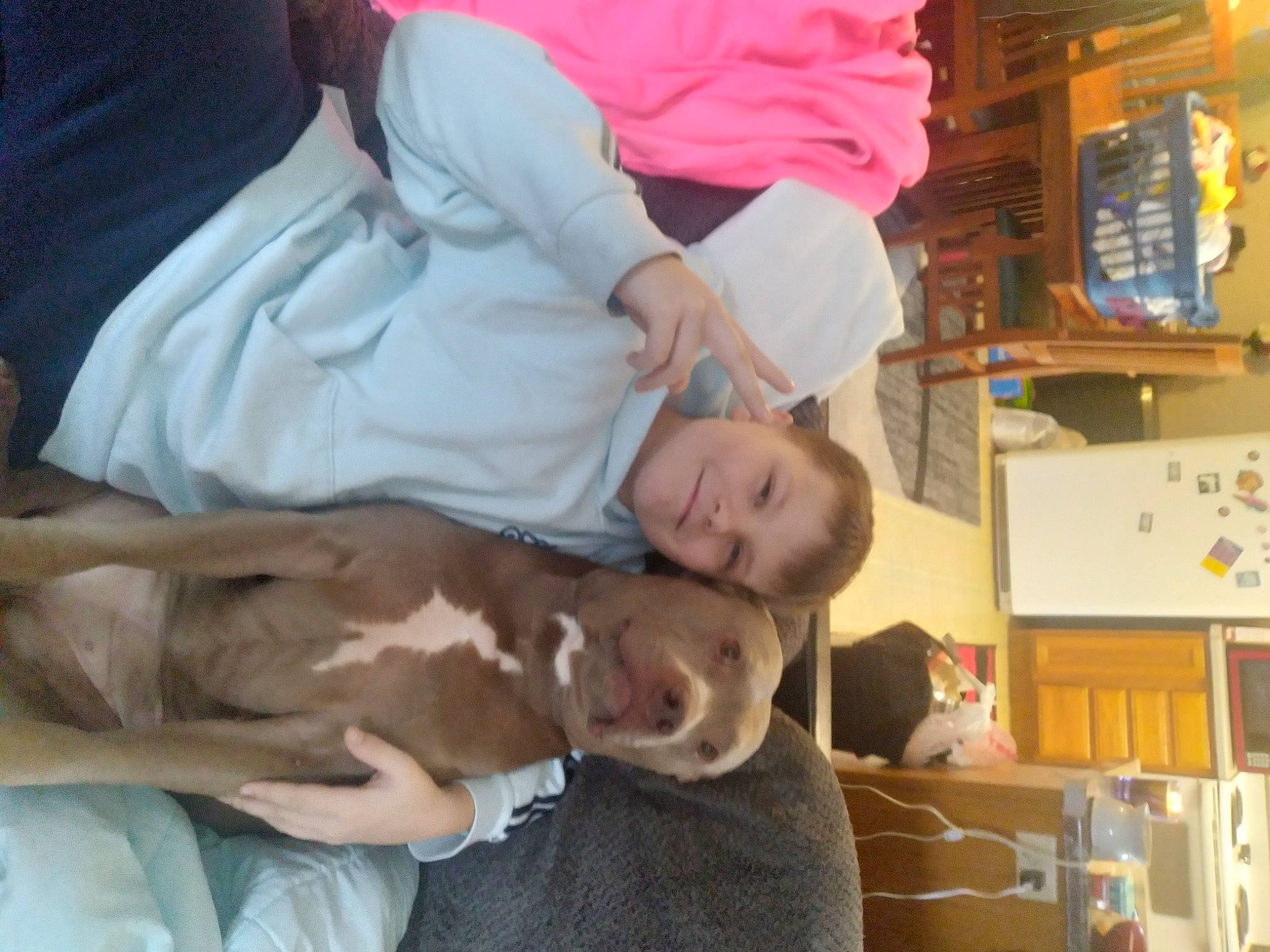 Coco is registered to the contest to win money with this photo: canidae, carnivore, child, comfort, companion_dog, dog, dog_breed, event, fawn, fun, room, shipping_box, smile, sporting_group, toddler, tree