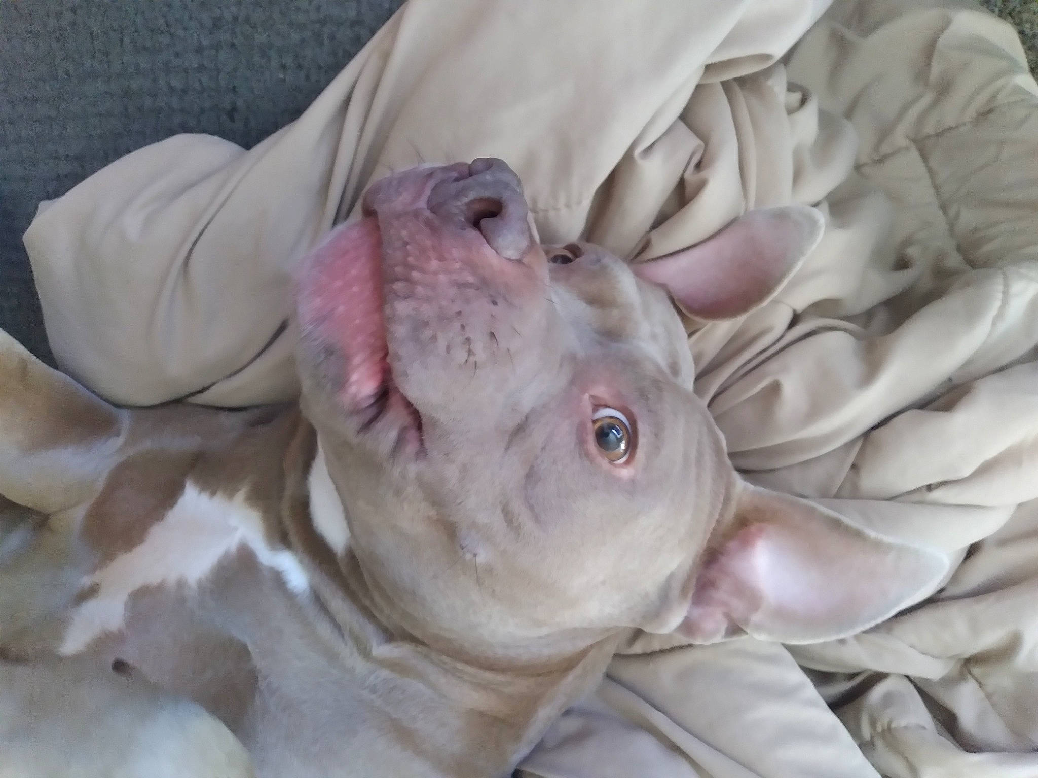 Coco joined the competition — help win amazing prizes! canidae, carnivore, comfort, companion_dog, dog, dog_breed, ear, fawn, flesh, non_sporting_group, pink, snout, sporting_group, terrestrial_animal, whiskers, working_animal, wrinkle