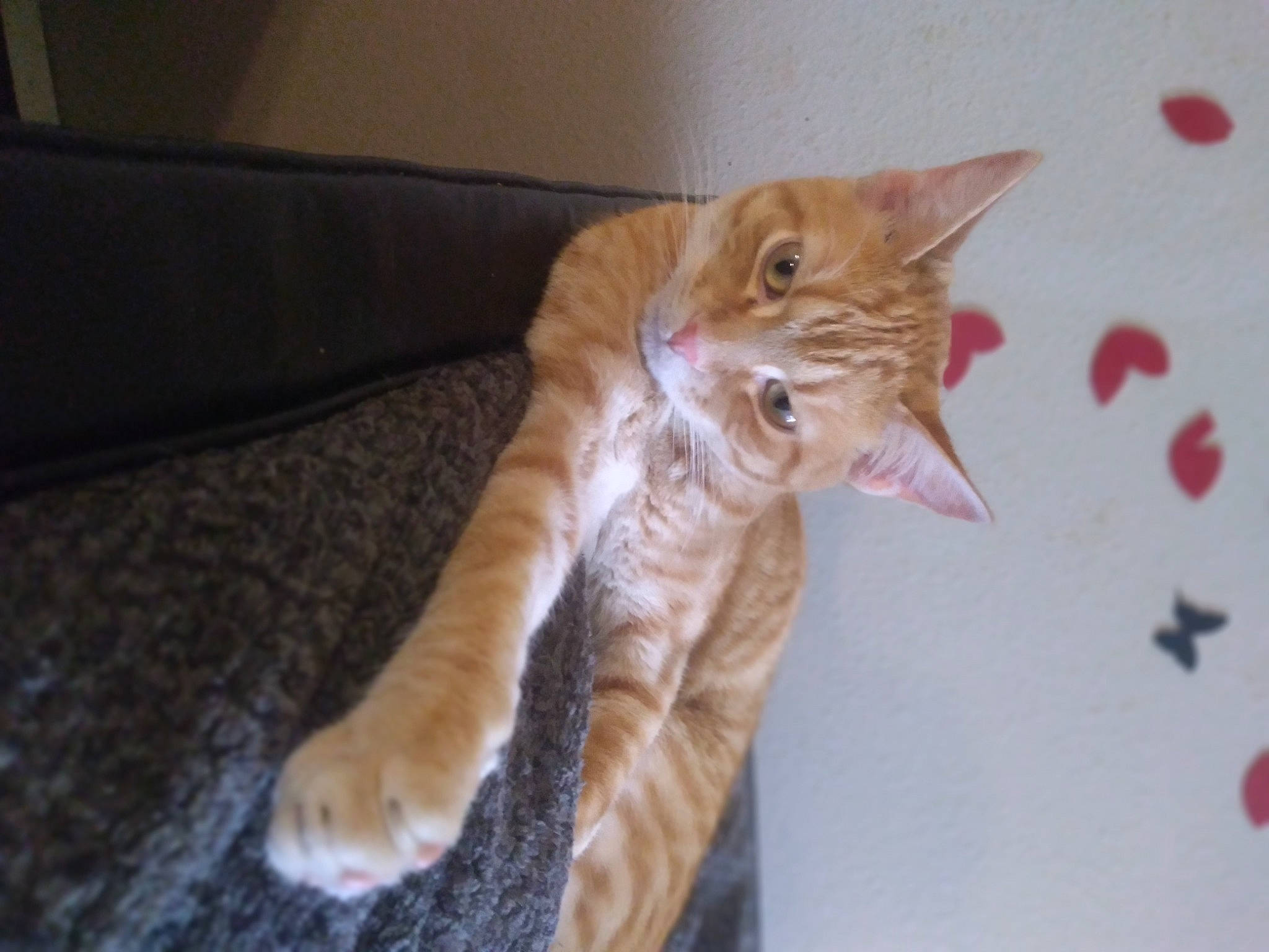 Simba is registered to the contest to win money with this photo: carnivore, cat, claw, comfort, couch, domestic_short_haired_cat, ear, fawn, felidae, foot, fur, hardwood, paw, room, sleeper_chair, small_to_medium_sized_cats, snout, tail, whiskers, wood