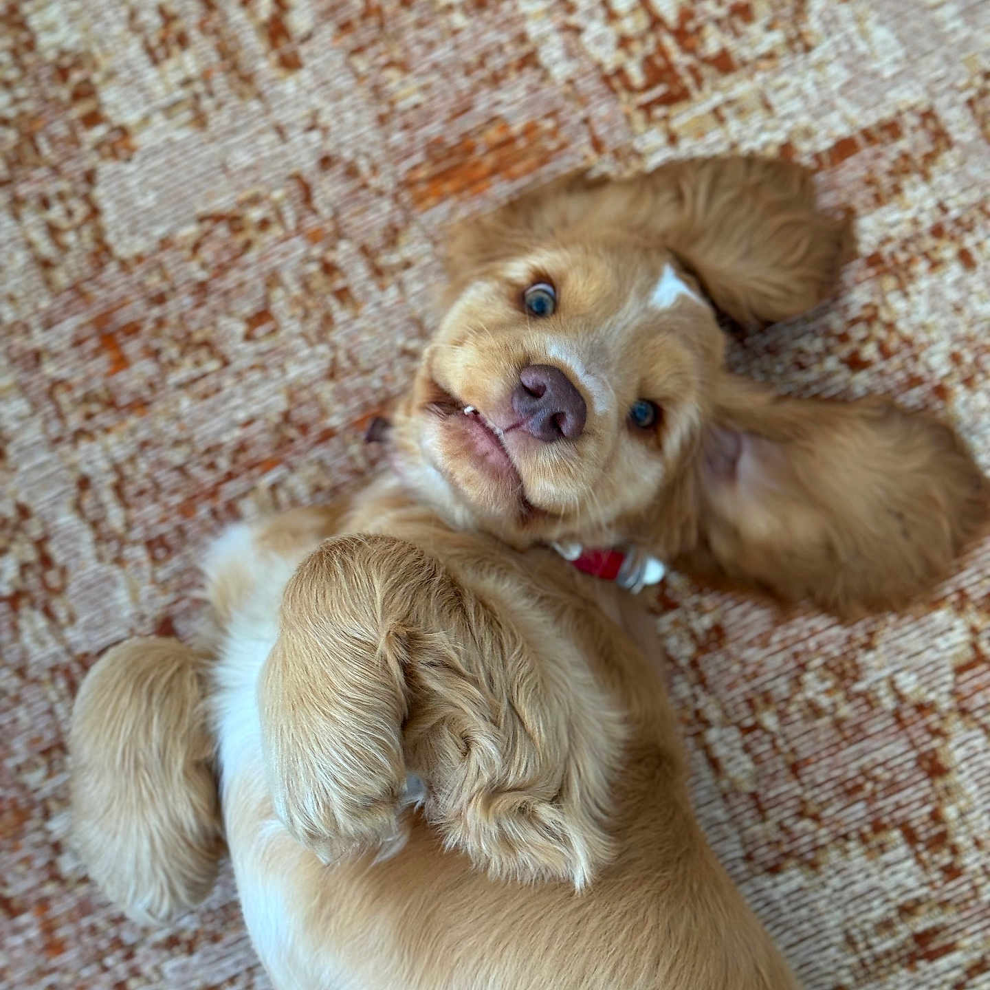 Otis joined the competition — help win amazing prizes! animal, ball, bodypart, bulldog, canine, cockerspaniel, dog, face, goldenretriever, head, hound, mouth, papillon, person, pet, photography, portrait, puppy, sleeping, terrier
