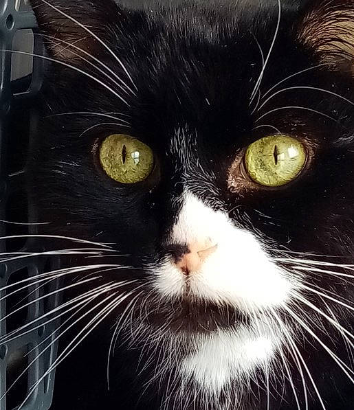 Caid a rejoint le concours — aidez-le/la à gagner de superbes lots ! black_cat, carnivore, cat, close_up, darkness, domestic_short_haired_cat, felidae, fur, head, plant, small_to_medium_sized_cats, snout, terrestrial_animal, tree, whiskers, window