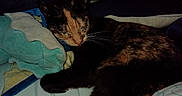 Hazel joined the competition — help win amazing prizes! cat, sleeping, blanket, bed, cozy, indoor, pet, feline, fur, resting, whiskers, cute, domestic_animal, animal, calm, comfort, closeup, quiet, relaxing, soft