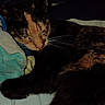 cat, sleeping, blanket, bed, cozy, indoor, pet, feline, fur, resting, whiskers, cute, domestic_animal, animal, calm, comfort, closeup, quiet, relaxing, soft