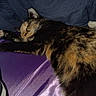 Hazel is registered to the contest to win money with this photo: cat, sleeping, tortoiseshell, pet, indoor, pillow, purple_surface, striped_fabric, cozy, relaxed, feline, fur, whiskers, nap, resting, domestic_animal, soft, closeup, cushion, quiet