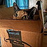 cat, box, cardboard, amazon_prime, curious, peeking, eyes, indoor, home, feline, pet, animal, brown, black, whiskers, window, curtains, wood_paneling, cozy, mischievous