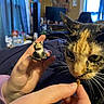 Hazel is registered to the contest to win money with this photo: cat, hand, figurine, treat, curious, indoor, person, fingers, closeup, whiskers, brown, black, orange, eyes, face, blurred_background, room, curtain, furniture, toy