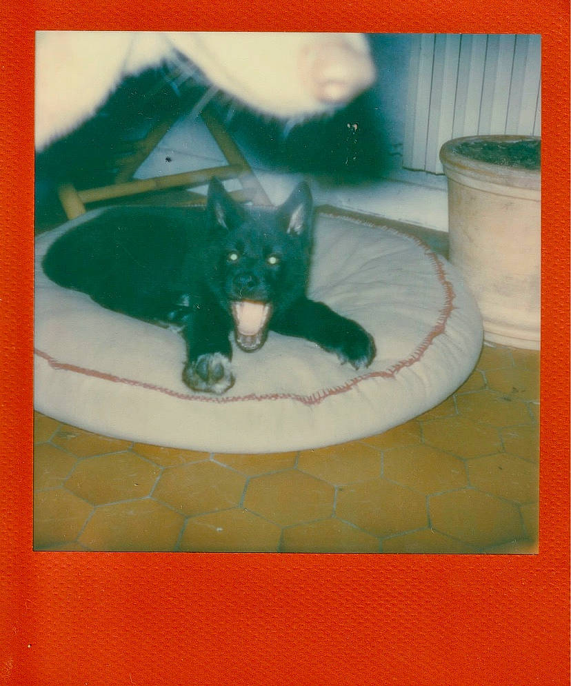 Kaïla participe au concours pour gagner de l'argent avec cette photo : cat, felidae, green, illustration, small_to_medium_sized_cats, tail