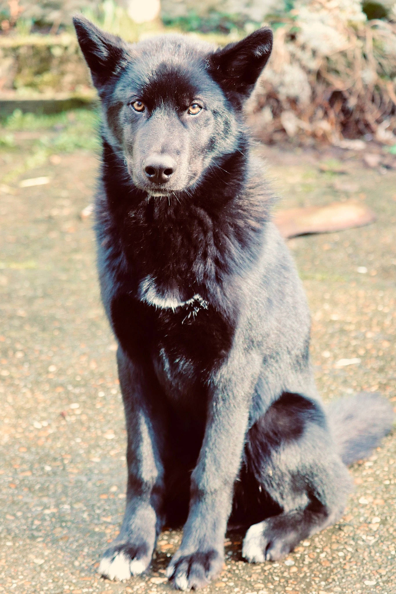 Kaïla participe au concours pour gagner de l'argent avec cette photo : black_norwegian_elkhound, canidae, carnivore, dog, dog_breed, kai_ken, mammal, rare_breed_dog, vertebrate, wildlife