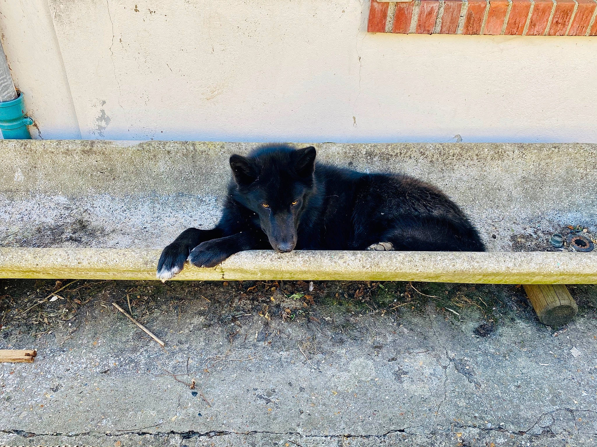 Kaïla a rejoint le concours — aidez-le/la à gagner de superbes lots ! black_cat, canidae, carnivore, cat, felidae, small_to_medium_sized_cats, snout, street_dog, tail, whiskers