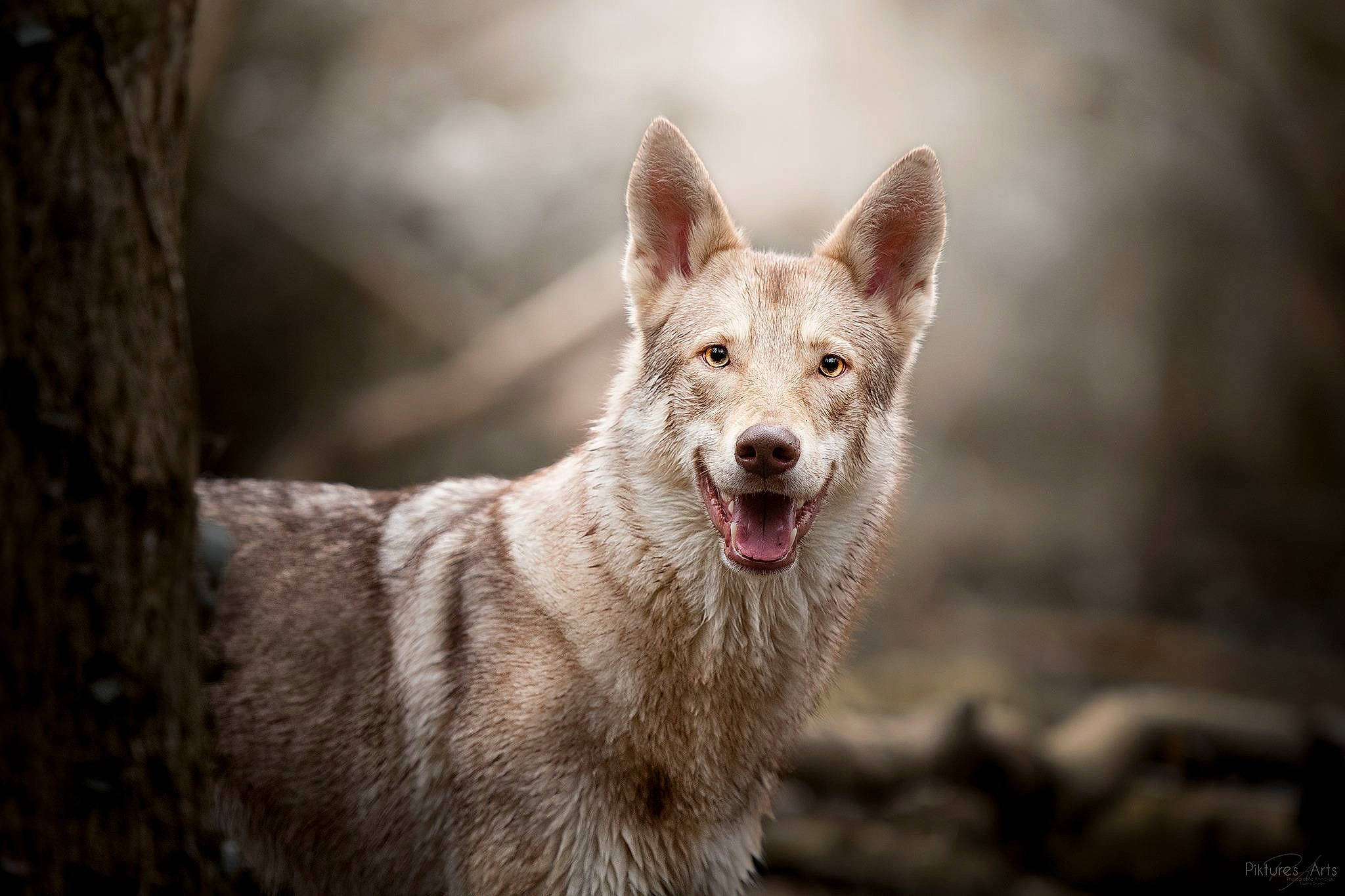 Misa a rejoint le concours — aidez-le/la à gagner de superbes lots ! canidae, canis, carnivore, czechoslovakian_wolfdog, dog, dog_breed, korean_jindo_dog, kunming_wolfdog, mammal, native_american_indian_dog, northern_inuit_dog, saarloos_wolfdog, seppala_siberian_sleddog, siberian_husky, snout, tamaskan_dog, vertebrate, wildlife, wolf, wolfdog
