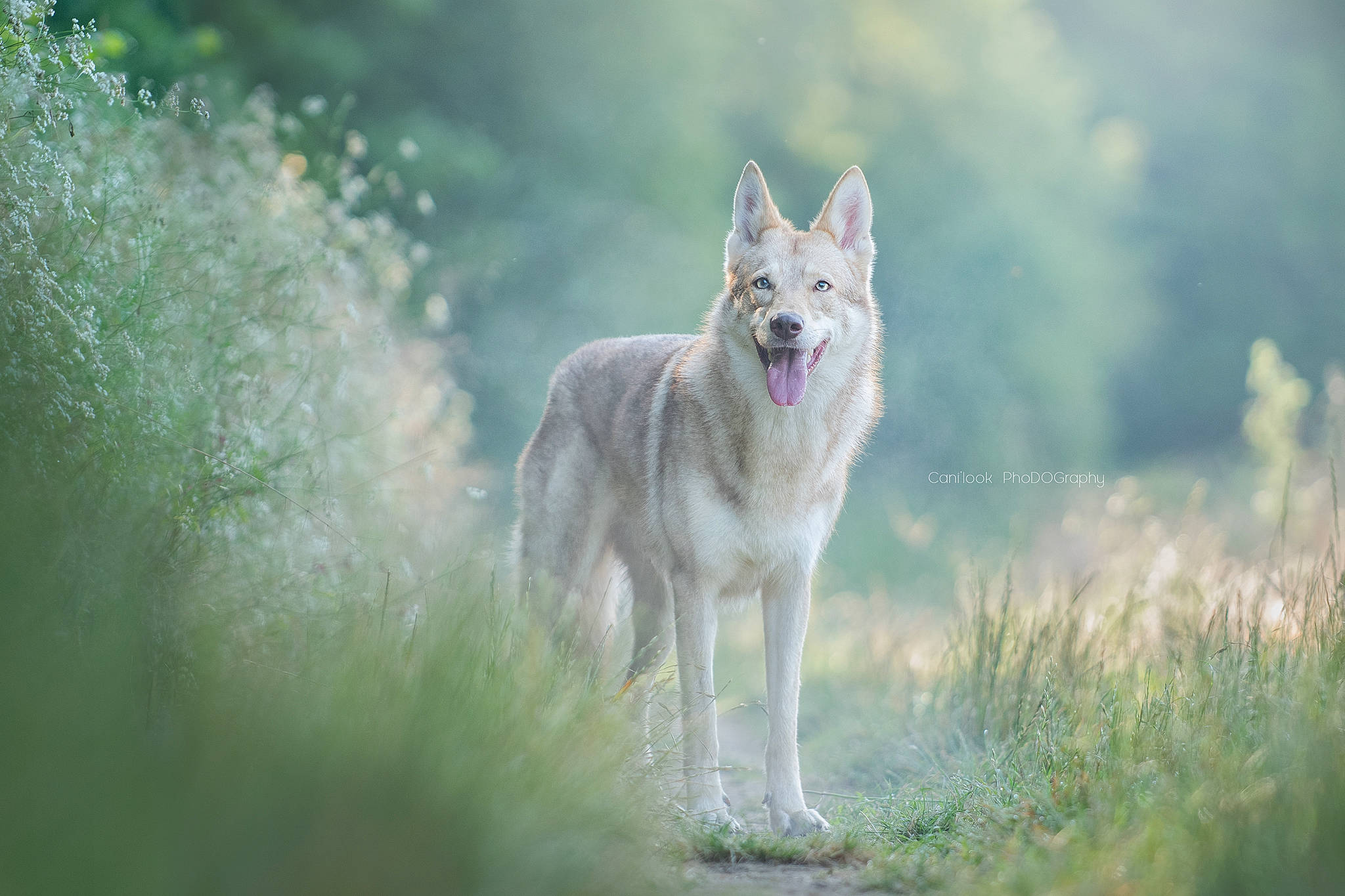 Misa participe au concours pour gagner de l'argent avec cette photo : berger_blanc_suisse, canadian_eskimo_dog, canidae, canis, canis_lupus_tundrarum, carnivore, czechoslovakian_wolfdog, dog, dog_breed, kunming_wolfdog, mammal, native_american_indian_dog, northern_inuit_dog, saarloos_wolfdog, siberian_husky, tamaskan_dog, vertebrate, wildlife, wolf, wolfdog