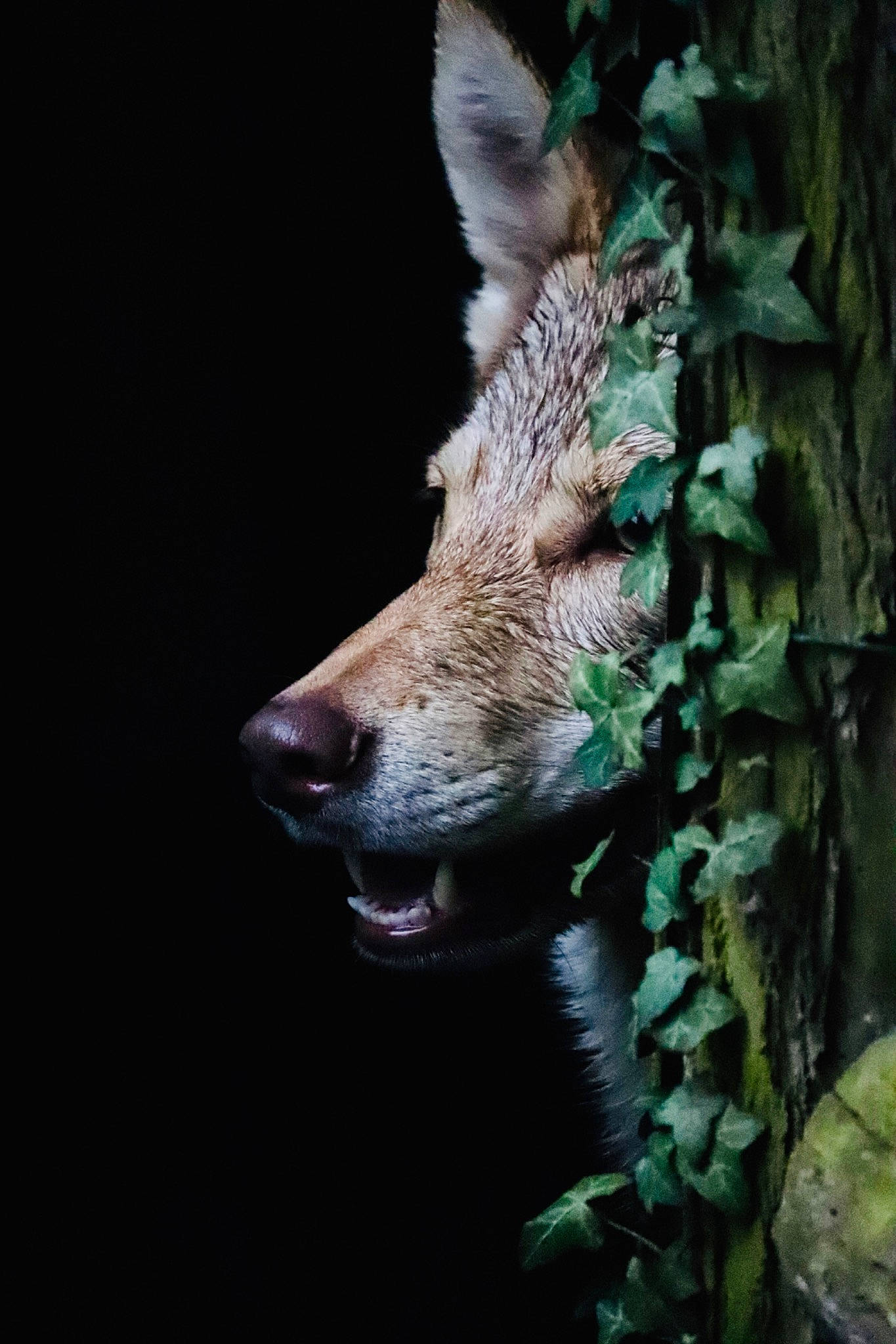 Misa participe au concours pour gagner de l'argent avec cette photo : canidae, fawn, green, organism, plant, snout, wildlife, wolf