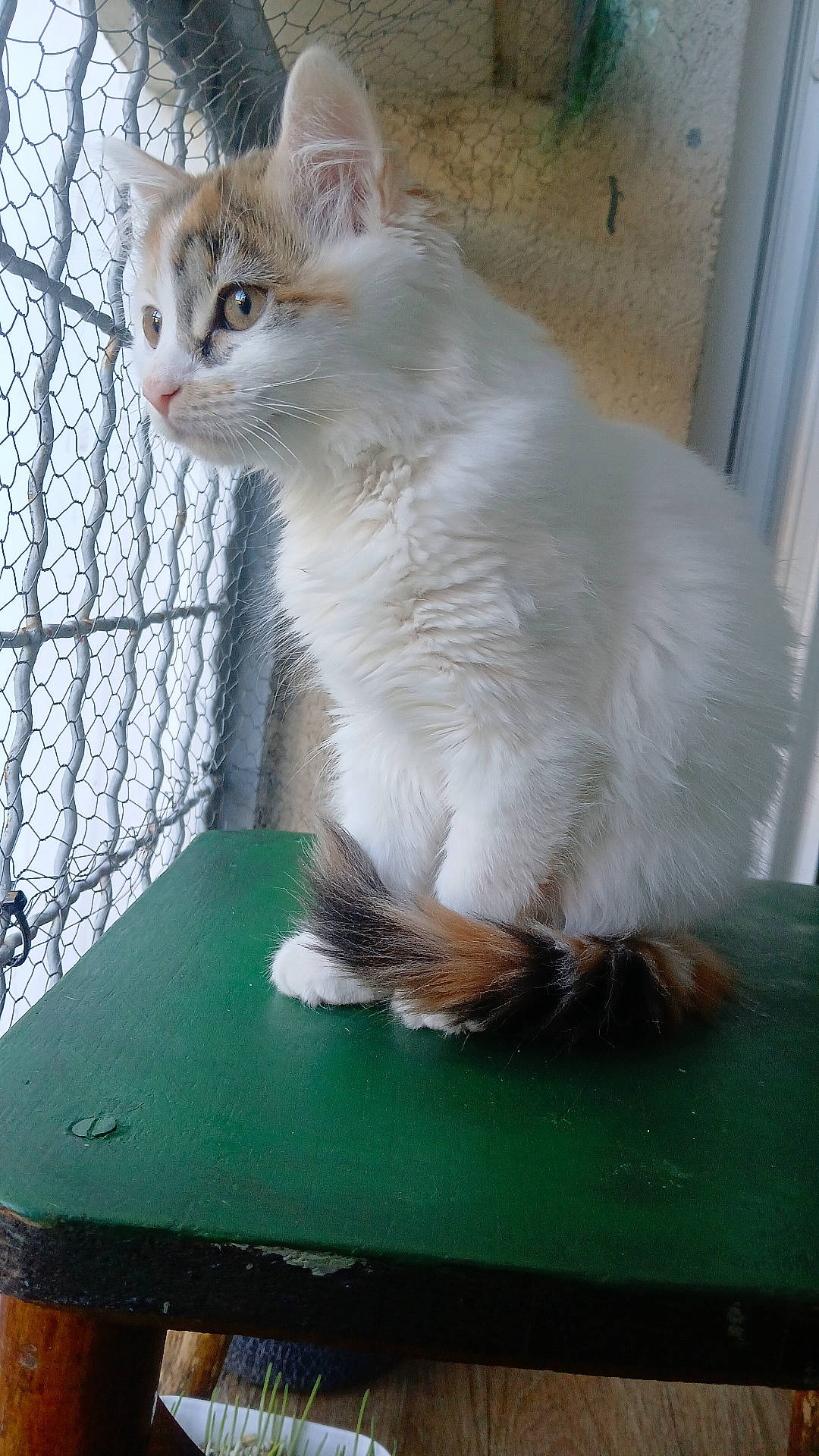 Toon a rejoint le concours — aidez-le/la à gagner de superbes lots ! animal, calico_tail, cat, close_up, fluffy, green_stool, indoor, kitten, long_hair, outdoor_view, pet, pointed_ears, portrait, sitting, tabby, tail, whiskers, white_fur, window, wire_mesh