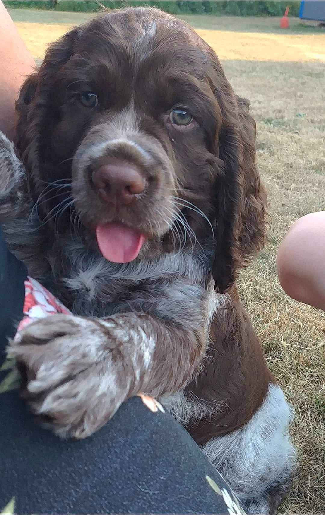 Bujee is registered to the contest to win money with this photo: borador, bored, canidae, carnivore, companion_dog, dog, dog_breed, dog_collar, fang, fur, gun_dog, hunting_dog, liver, snout, spaniel, sporting_group, whiskers, working_animal, working_dog