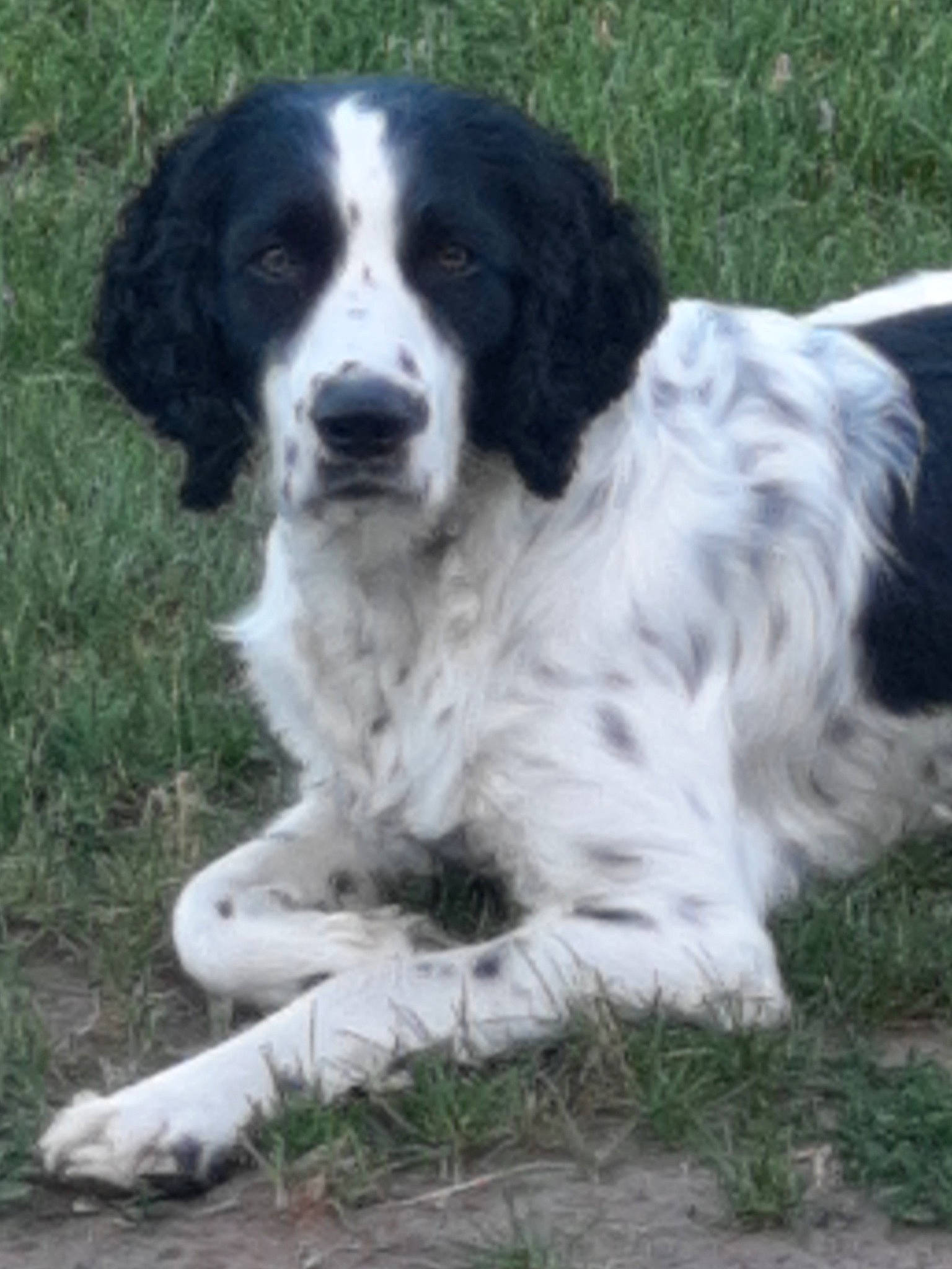 Angus is registered to the contest to win money with this photo: canidae, carnivore, companion_dog, dog, dog_breed, grass, gun_dog, hunting_dog, plant, pont_audemer_spaniel, snout, sporting_group, terrestrial_animal, working_animal, working_dog