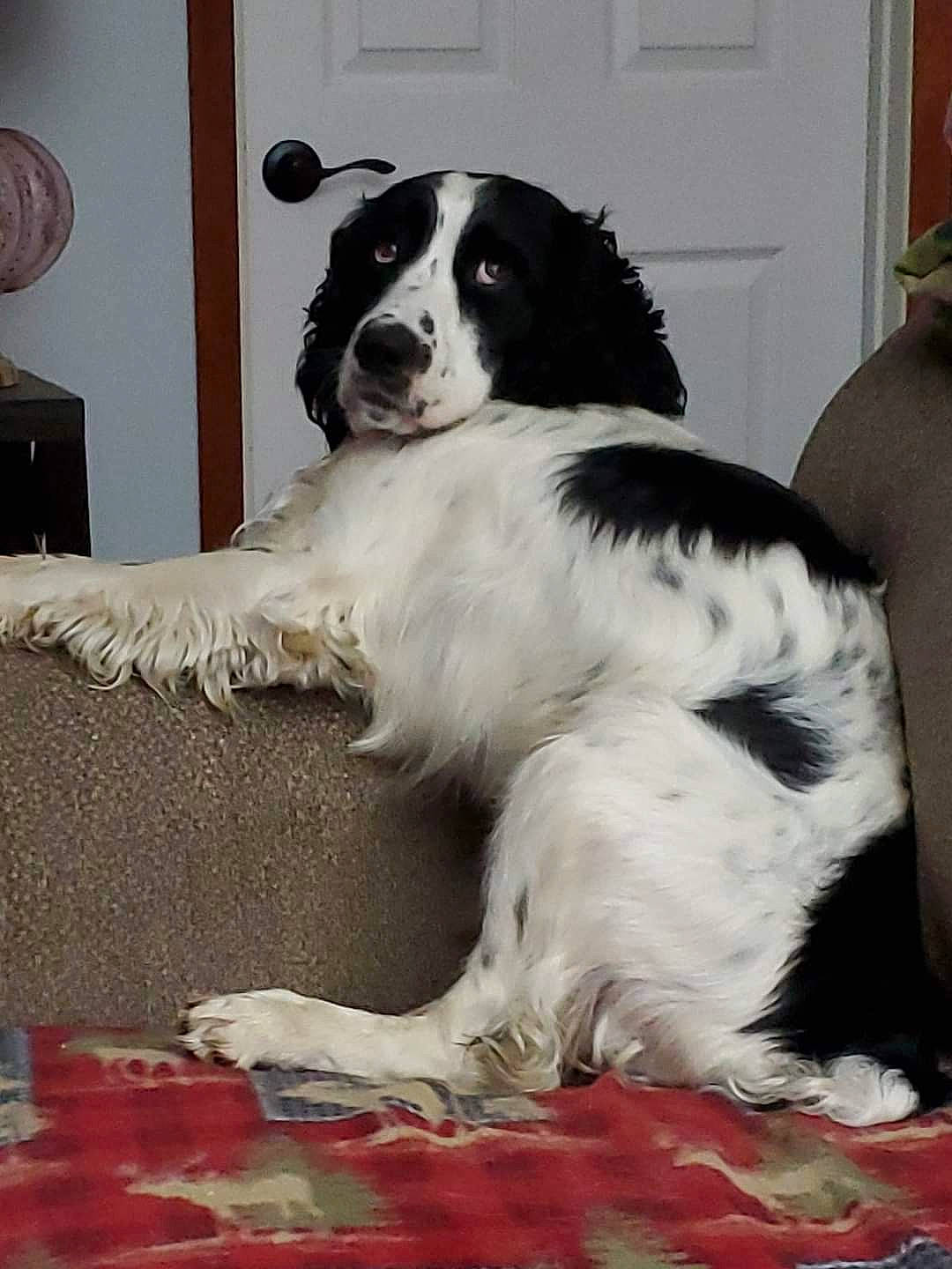 Angus joined the competition — help win amazing prizes! bored, canidae, carnivore, companion_dog, dog, dog_breed, door, flooring, fur, gun_dog, sporting_group, working_animal, working_dog