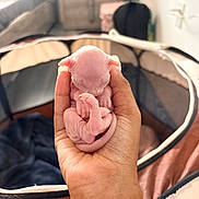 Tina joined the competition — help win amazing prizes! animal, baby_animal, blurred_background, curled_up, cute, domestic, feline, hairless_cat, hand, human_hand, indoor, kitten, newborn, pet, pet_bed, pink_skin, sleeping, small, soft_light, tiny