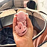 animal, baby_animal, blurred_background, curled_up, cute, domestic, feline, hairless_cat, hand, human_hand, indoor, kitten, newborn, pet, pet_bed, pink_skin, sleeping, small, soft_light, tiny