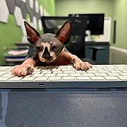 Teo joined the competition — help win amazing prizes! cat, hairless_cat, keyboard, office, computer, desk, paw, ears, indoor, green_wall, modern, technology, animal, pet, curious, closeup, feline, workstation, monitor, chair