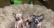 Teo joined the competition — help win amazing prizes! animal, close_up, cozy, cute, domestic, feline, flowers, fluffy, green_leaves, hairless_cat, indoor, pet_bed, plant, red_tulips, sitting, soft_texture, sphynx_kittens, three_animals, white_orchids, young