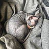 Teo joined the competition — help win amazing prizes! animal, blanket, cat, cozy, curled_up, cute, domestic_animal, feline, furless, gray, hairless_cat, indoor, nap, pet, relaxed, resting, sleeping, soft_texture, sphynx_cat, wrinkled_skin