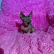 Calliope joined the competition — help win amazing prizes! sphynx_cat, cat, hairless_cat, pink_blanket, fluffy_texture, pet, animal, indoor, portrait, wrinkled_skin, large_ears, cute, feline, soft, cozy, background, close_up, sitting, domestic_animal, colorful
