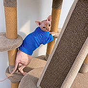 Caeser is registered to the contest to win money with this photo: animal, beige, blue_sweater, cat, cat_tree, climbing, curious, ears, feline, furless, hairless_cat, indoor, paws, pet, scratching_post, sisal, sphynx_cat, tail, texture, wall