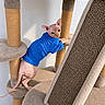 animal, beige, blue_sweater, cat, cat_tree, climbing, curious, ears, feline, furless, hairless_cat, indoor, paws, pet, scratching_post, sisal, sphynx_cat, tail, texture, wall