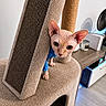 Caeser joined the competition — help win amazing prizes! animal, blue_sweater, candle, cat, cat_tree, closeup, cozy, curious, cute, domestic_animal, fan, flooring, furniture, hairless_cat, indoor, peeking, pet, scratching_post, sphynx_cat, wooden_table