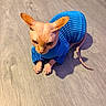 Caeser is registered to the contest to win money with this photo: animal, blue_sweater, cat, cozy, cute, domestic_animal, ears, feline, hairless_cat, indoor, looking, pet, pet_fashion, portrait, ribbed_clothing, sitting, skin_texture, small_pet, sphynx_cat, wooden_floor