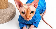 Caeser joined the competition — help win amazing prizes! animal, blue_sweater, cat, close_up, curious, cute, domestic_cat, feline, hairless_cat, indoor, large_ears, looking_at_camera, pet, pink_tail, portrait, scratching_post, sitting, sphynx_cat, white_background, wrinkled_skin