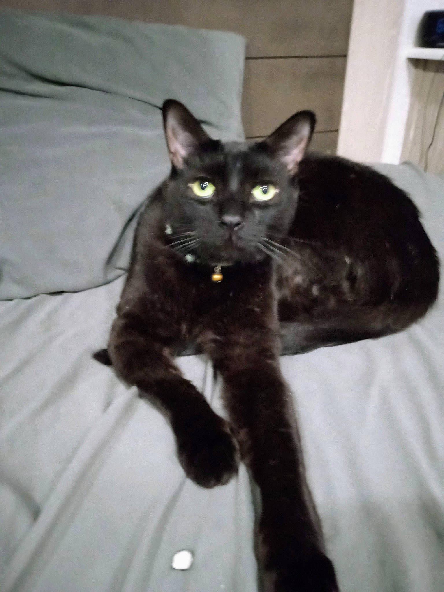 Bugsy is registered to the contest to win money with this photo: black_cat, bombay, carnivore, cat, claw, comfort, domestic_short_haired_cat, felidae, fur, grey, havana_brown, paw, small_to_medium_sized_cats, tail, whiskers