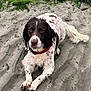 Cuthbert is registered to the contest to win money with this photo: dog, wet, sand, beach, collar, lying_down, animal, outdoor, nature, pet, canine, white, brown, fur, grass, paw, portrait, calm, relaxed, closeup
